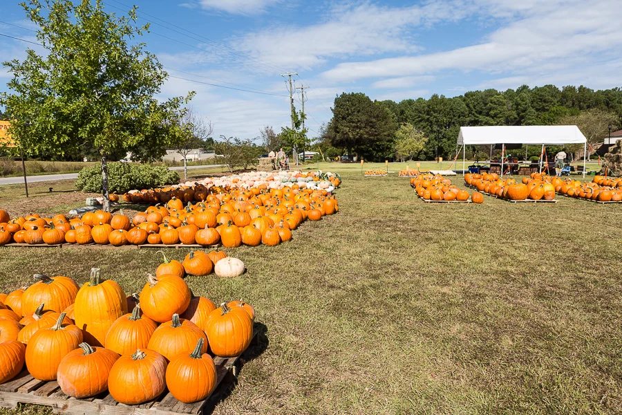 Fall Decorating With Pumpkin Ideas (Easy)