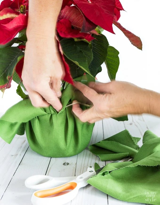 How to wrap a Christmas plant