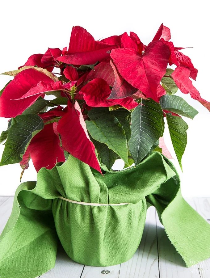 How to hide and wrap the ugly pot a Poinsettia comes in
