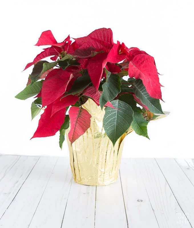 How to Gift Wrap a Plant or Flowers in a Pot