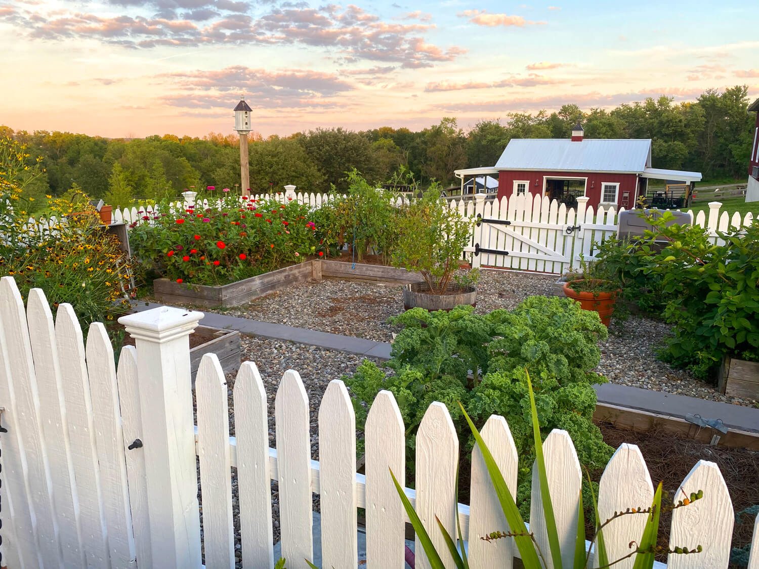 veggie-garden