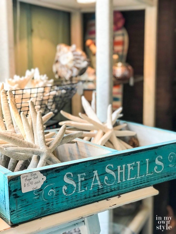 Seashells and Starfish for sale
