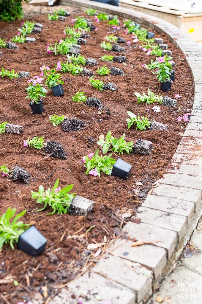 Planting Pink Vinca