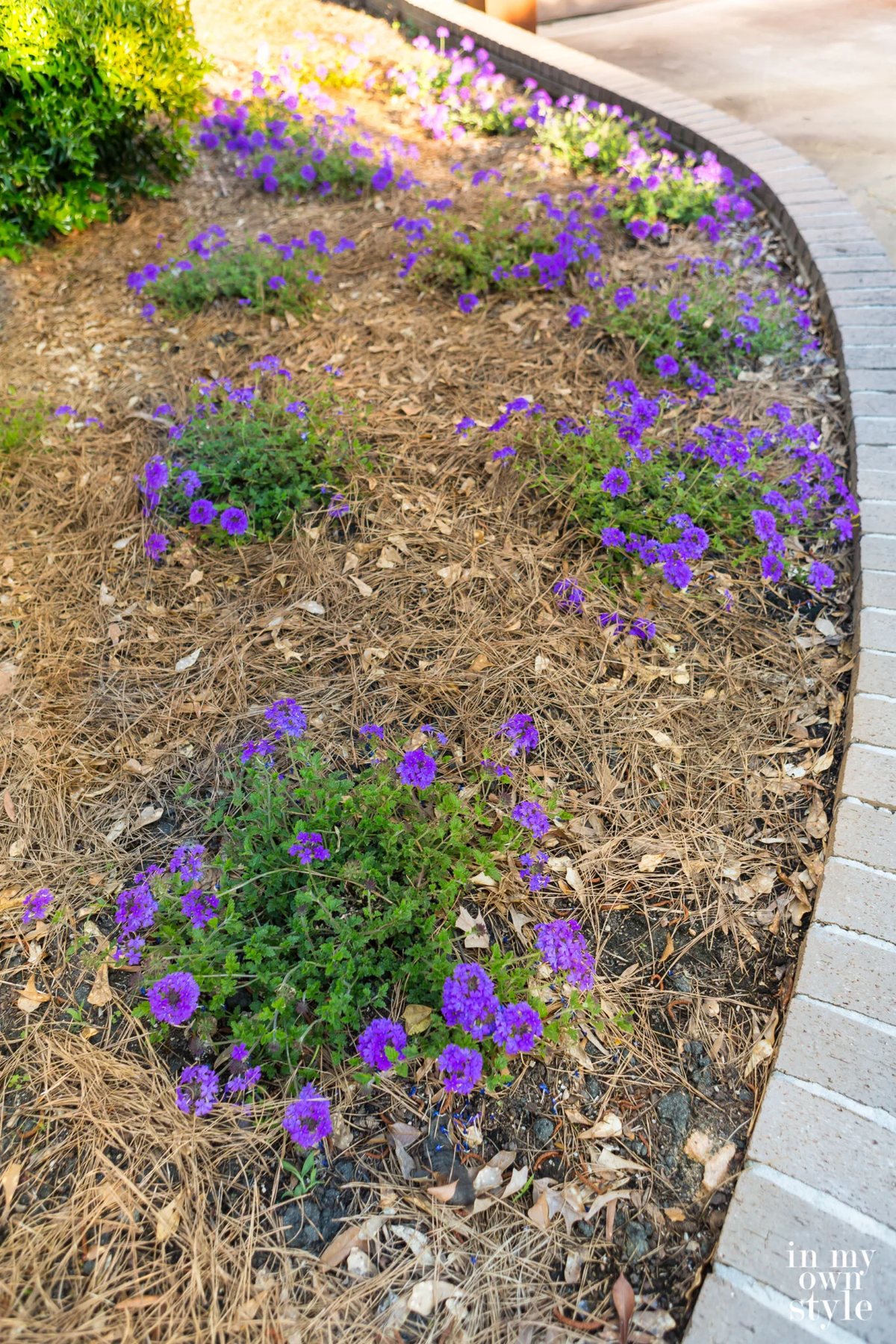 Purple Verbena planted in flower bed.