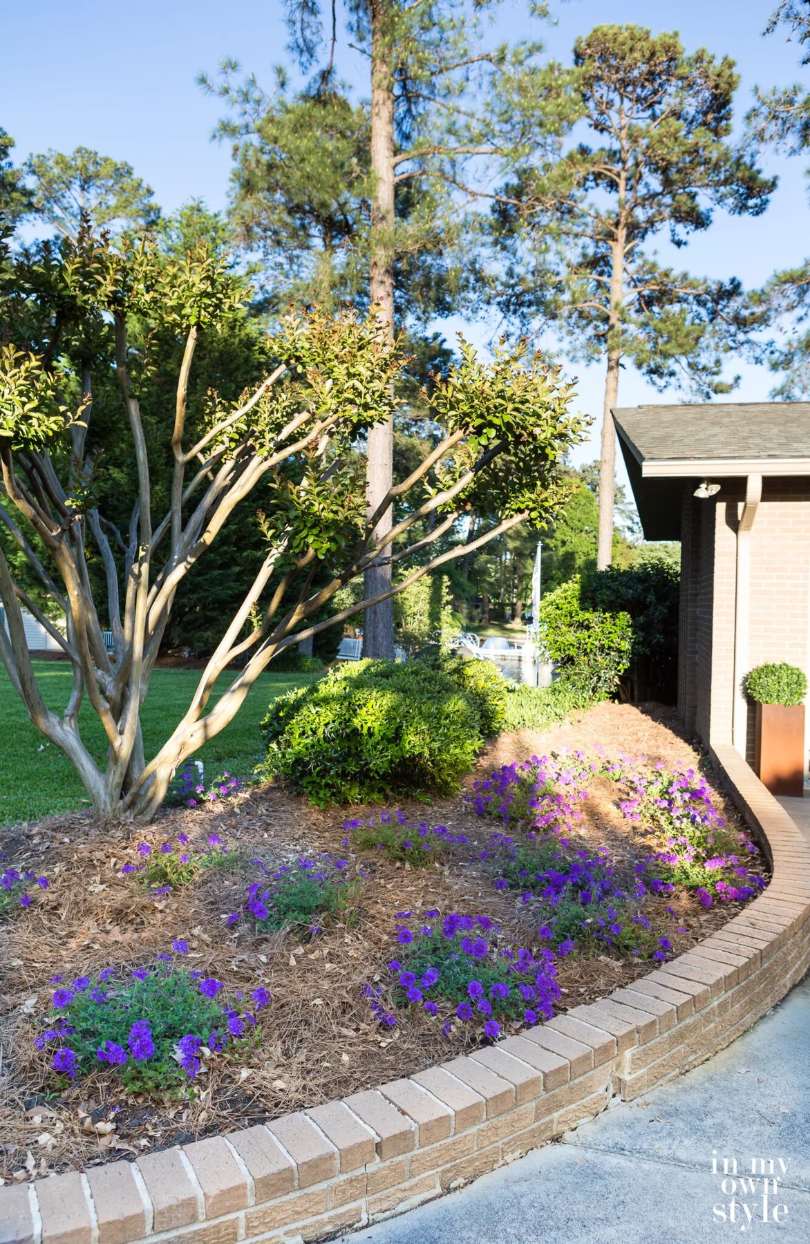 Flower bed in front of my house in the early evening.