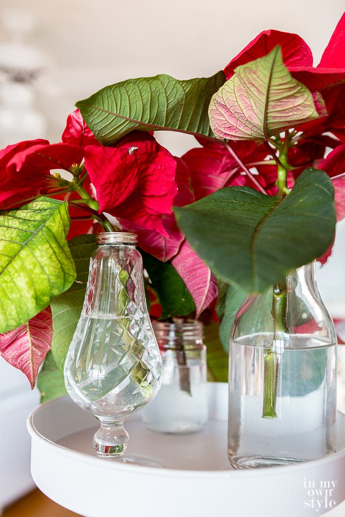 How to display a Christmas poinsettia in a modern way.