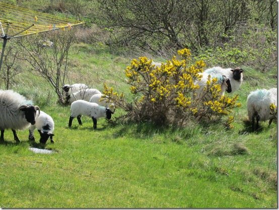Ireland-Cottage-Sheep