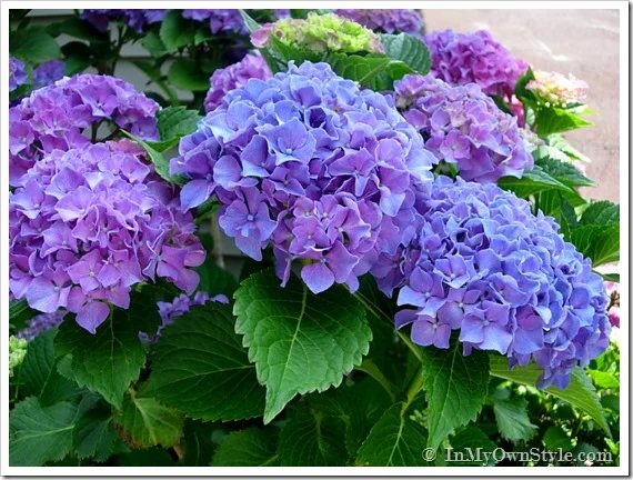 Hydrangeas-Glidden-Huetopia