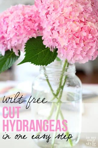 Flower gardening tip for hydrangeas. How to cut hydrangeas so they won't wilt. This method is easy to do and your hydrangeas will last for days, even weeks! | Oducu