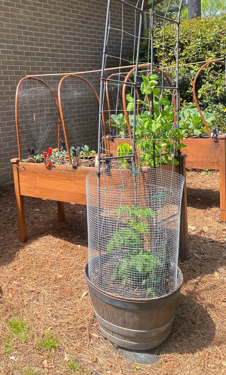 protecting tomato plants from squirrels and birds