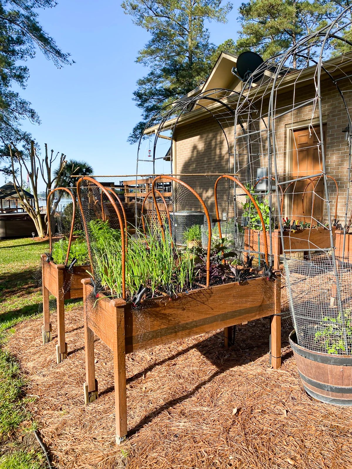 Hoops and netting to keep squirrels out of raised beds.
