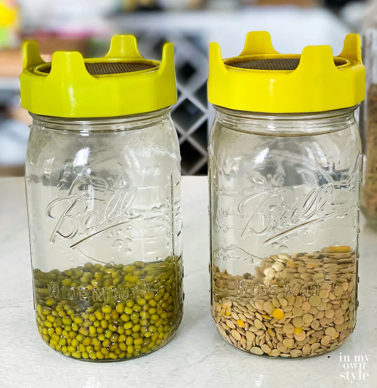 Mung beans and lentils being rinsed and soaked to ready for sprouting.