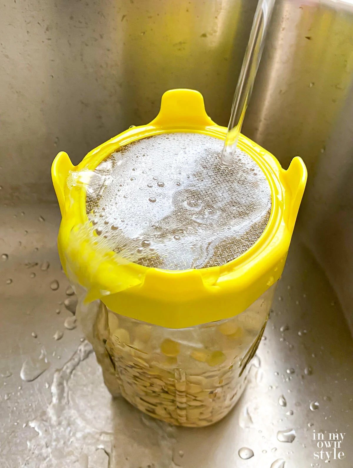 Rinsing sprouts growing in jar in a kitchen sink to start the sprouting beans process.