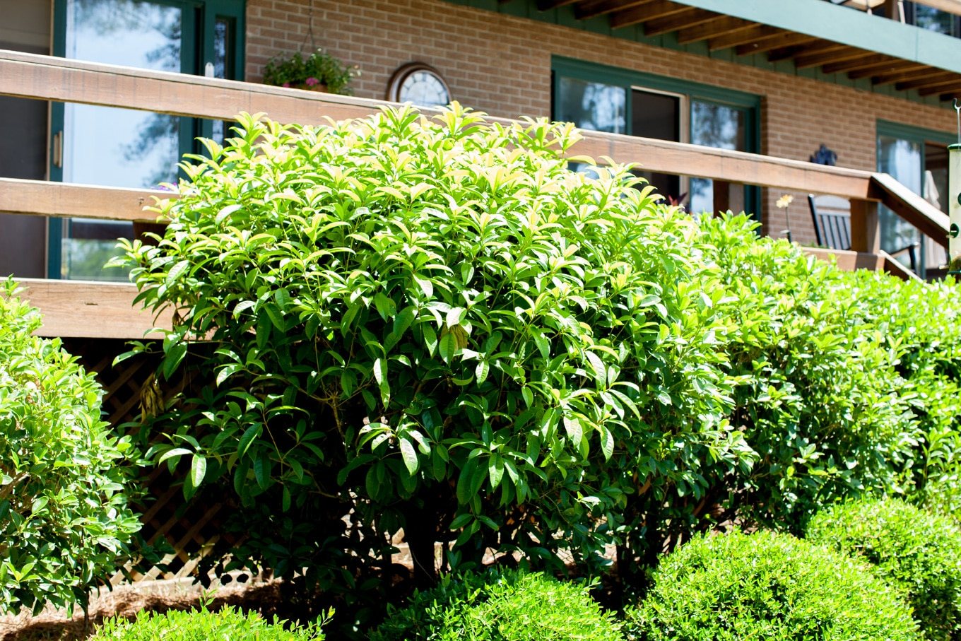 exterior shrubs that need to be trimmed