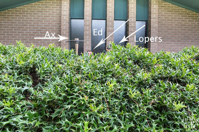 How-to-cut-down-a-holly-bush-without-getting-hurt