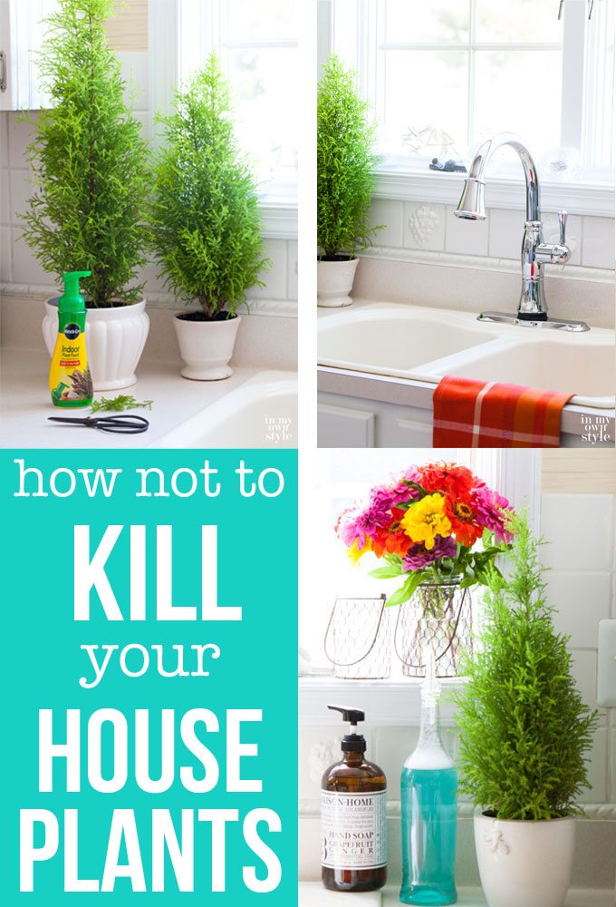 House plant care for the forgetful