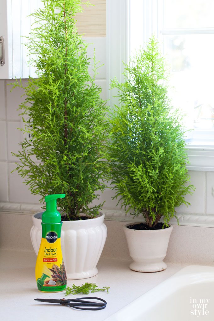 How-to-take-care-of-lemon-cypress-house-plants