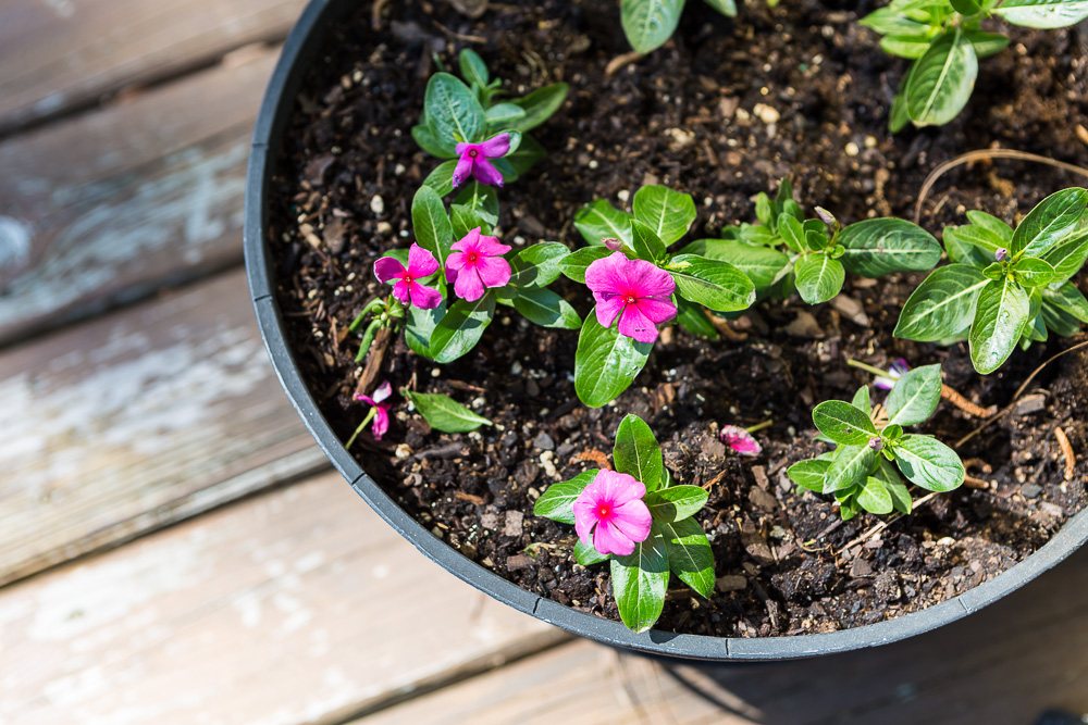 Pink vinca in deck planter