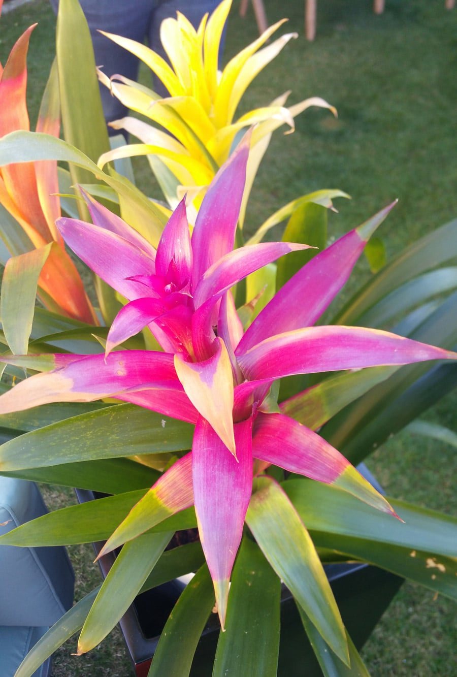 Plants in Palm Springs