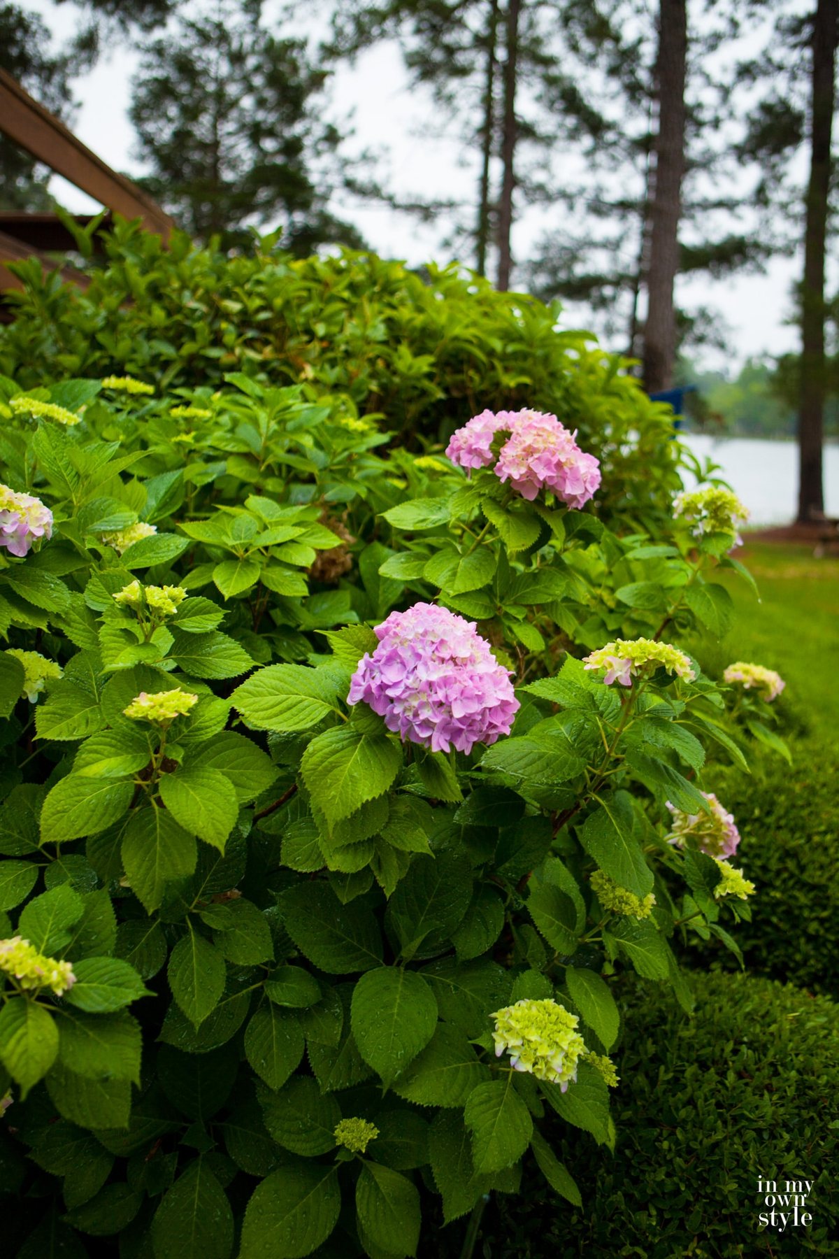 Rainy day pink hydrangeas
