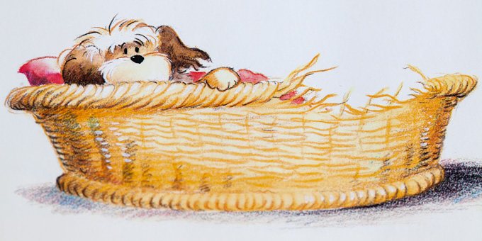 Shih tzu the Swiffer