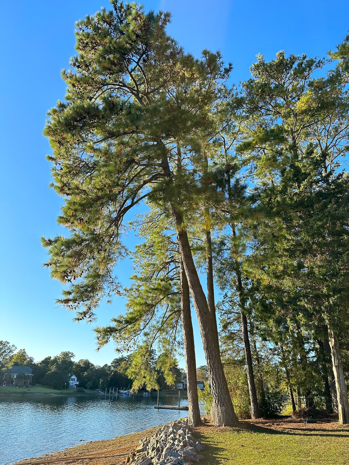 large pine tree on shore of a lake that is on an angle.