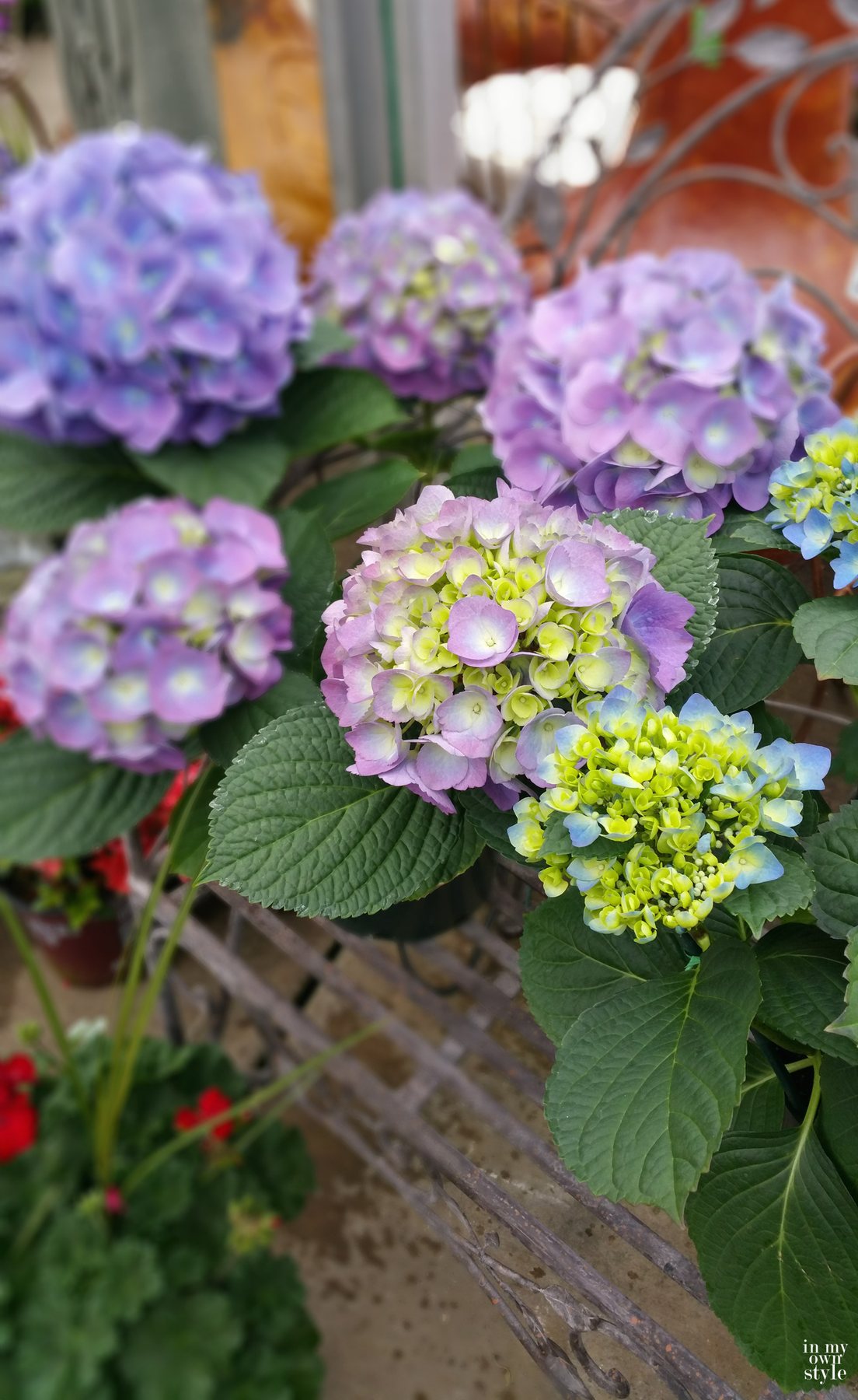 Hydrangeas