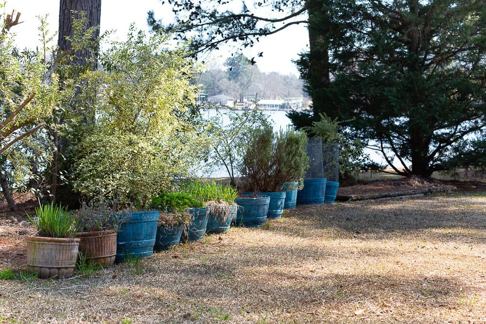 Painted turquoise whisky barrels used to grow herbs and tomatoes.