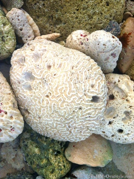 brain-coral