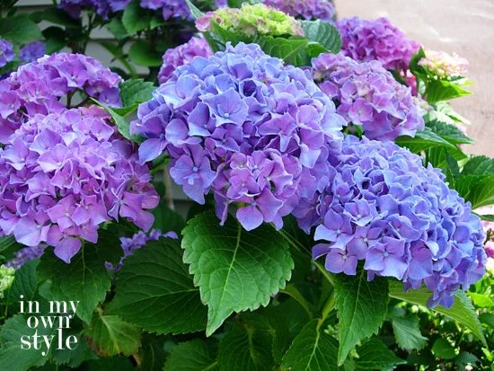 Purple-Pink-Hydrangeas