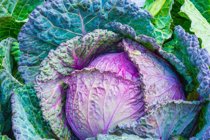 ornamental-purple-cabbage