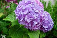 Achieve Vibrant Pink or Blue Hydrangeas