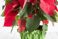 The Art of Beautifully Wrapping Potted Plants and Blooms