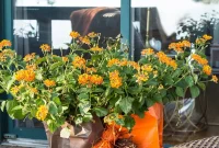 Falling for Our Home: An Autumn Showcase
