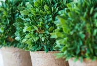 Aged Stone Finish for Any Plastic Pot