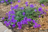 Rabbit Proof Flowers for Your Garden