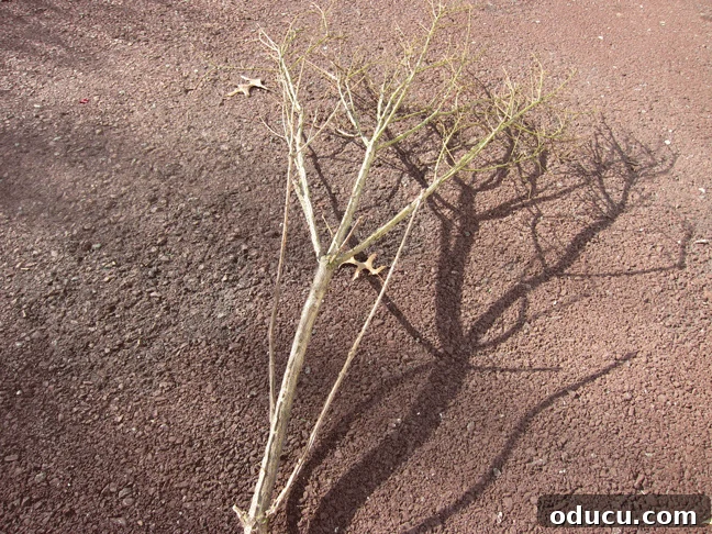 Branch from yard to use to make glitter branches Tree branch to transform into an icy looking wintertime branch for holiday and Christmas decorating