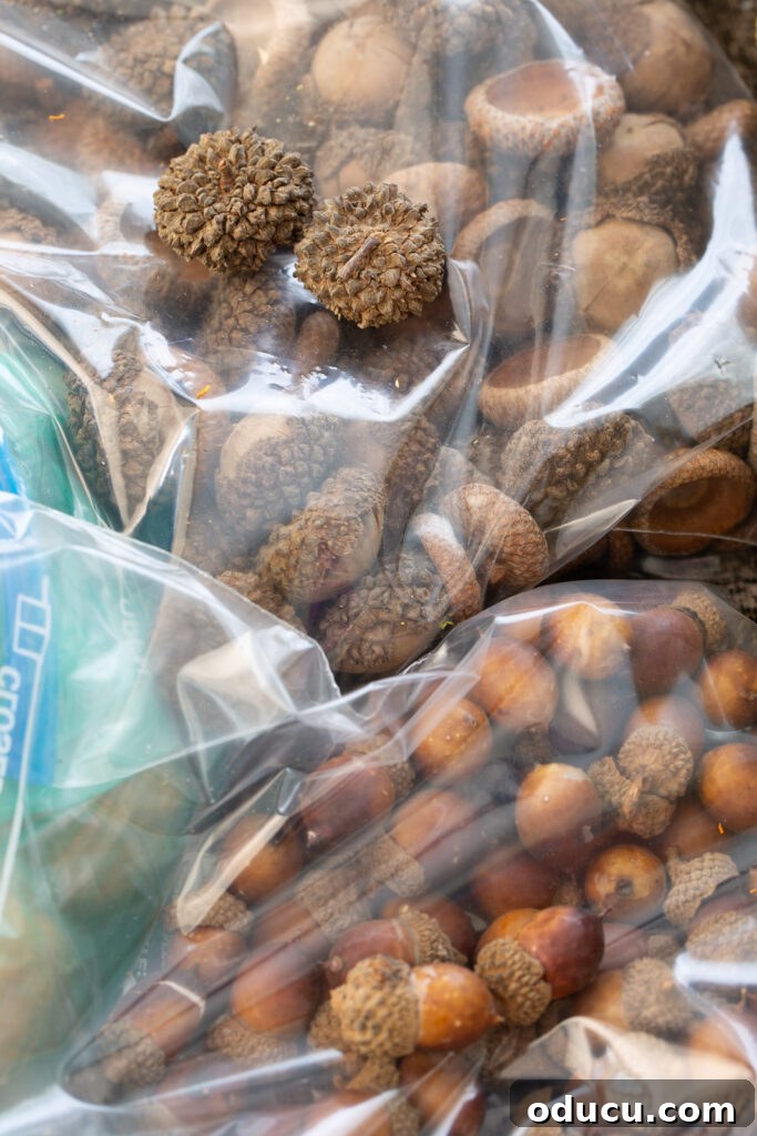 Fall Decor Reimagined 28 acorns that will be used to creat DIY fall decor organized in storage bags