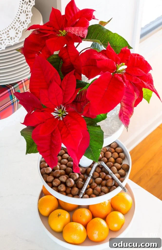 Christmas flowers and nuts as decoration in a kitchen