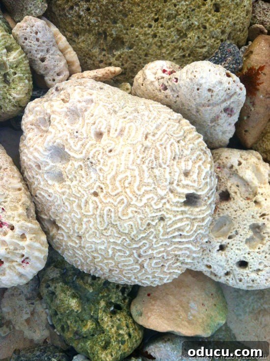 Intricate Brain Coral Specimen Beautiful piece of brain coral, a natural souvenir from the stunning waters of the Riviera Maya.