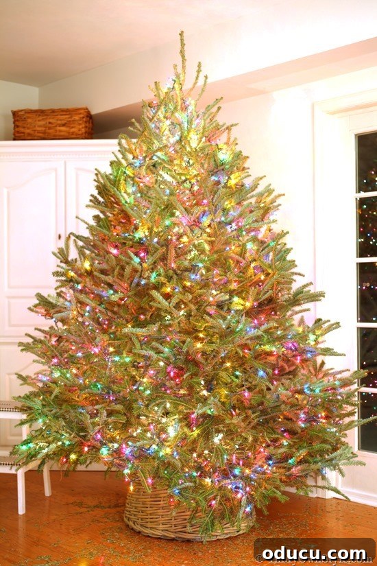 String-Christmas-tree-from-top-to-bottom #HowtoputlightsonaChristmastree #PuttinglightsonaChristmastree #BestwaytostringlightsonaChristmastree #BestwaytoputlightsonaChristmastree #HowtolightaChristmastree #HowtohanglightsonaChristmastree #Christmastreewithlights #Christmastreelighting #Christmastreelights #Christmastreewithlights A finished Christmas tree beautifully lit with colorful lights, showcasing even light distribution.