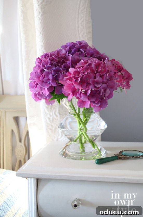 Achieve Vibrant Pink or Blue Hydrangeas 5 How to turn Hydrangeas Pink or Blue, a full guide