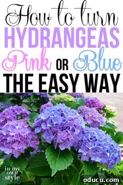 Achieve Vibrant Pink or Blue Hydrangeas 6 How to turn hydrangeas pink or blue the easy way