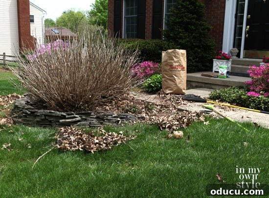 Achieve Vibrant Pink or Blue Hydrangeas 3 Cleaning up the base of hydrangea plants