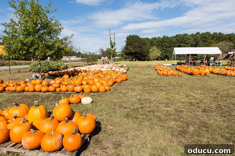 Effortless Autumn Pumpkin Decorating 2 A picturesque pumpkin patch in Chapin, SC, showcasing rows of vibrant orange pumpkins under the autumn sun, ready for harvest and decorating.