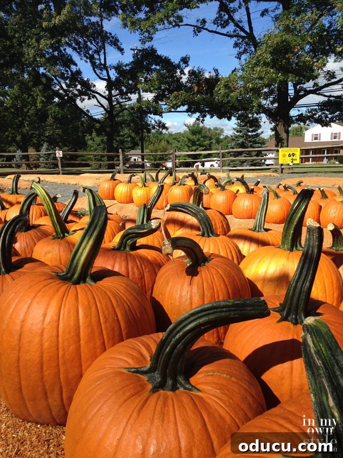 Effortless Autumn Pumpkin Decorating 3 A charming pumpkin patch filled with various sizes of pumpkins, illustrating the beauty of natural autumn decor waiting to be picked.