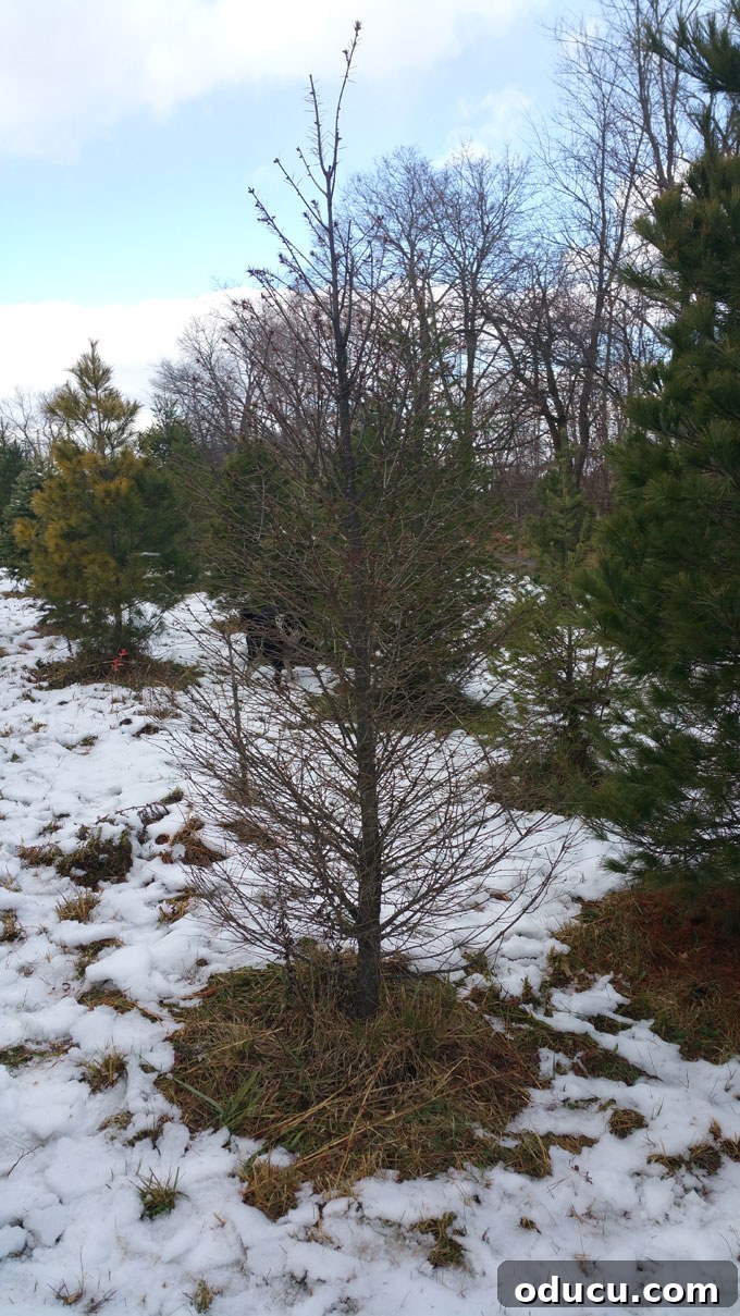 Brilliant Christmas Decorating Ideas 2 A sad, forgotten Charlie Brown Christmas tree