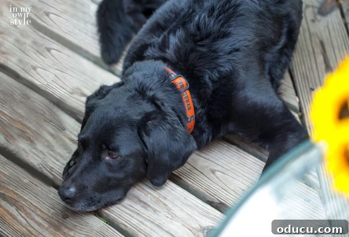 Zesty Grilled Chicken: Your Go-To Outdoor Meal 4 Dog invited to the party enjoying the outdoor ambiance