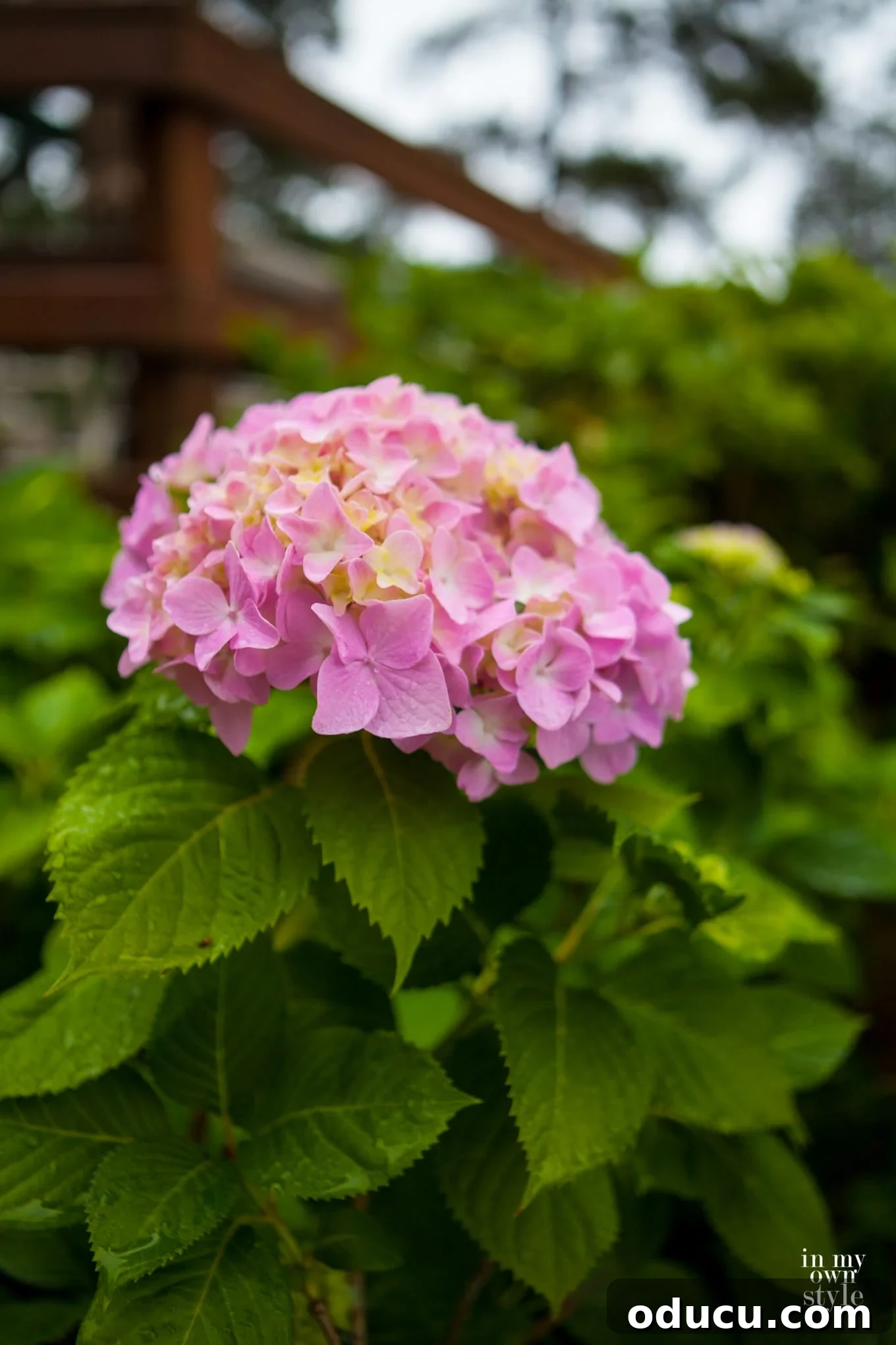 Effortless Yard Care 3 Pink hydrangea in the rain