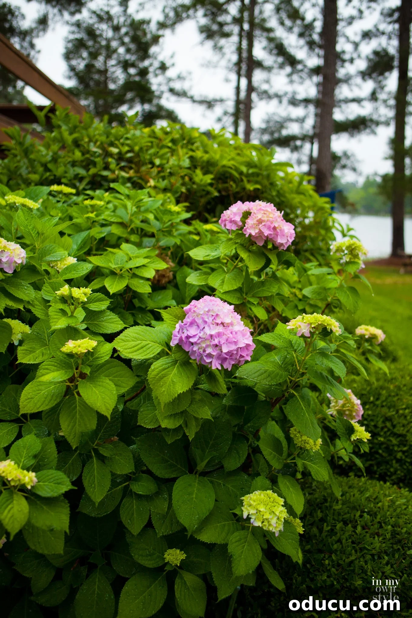 Effortless Yard Care 4 Rainy day pink hydrangeas